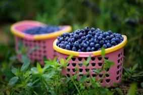 温州哪里可以摘蓝莓