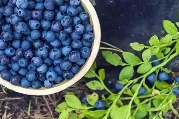 温州哪里可以摘蓝莓