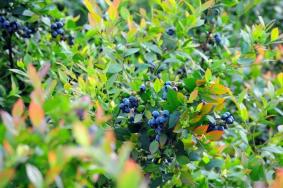 武汉哪里有蓝莓采摘园