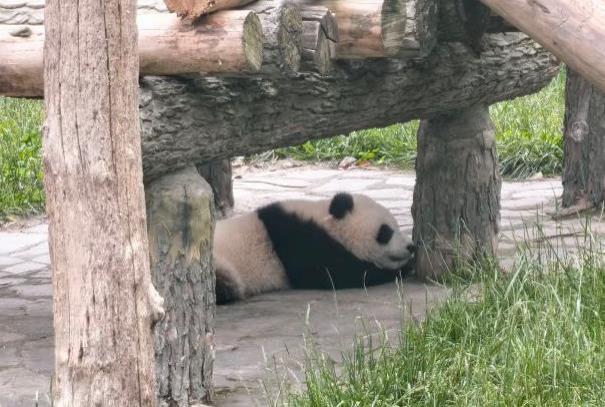 2024卧龙神树坪基地门票多少钱