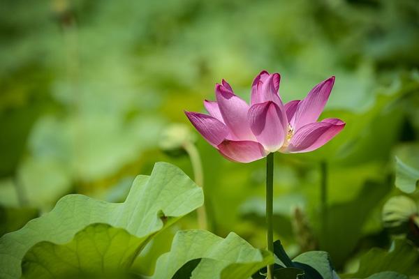 宿迁哪里看荷花