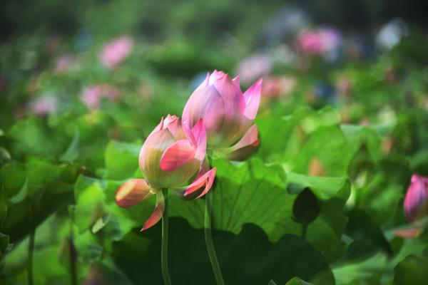 岳阳君山荷花世界在哪里