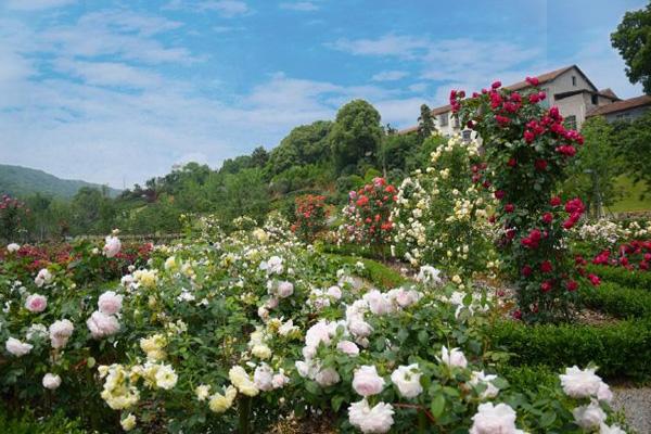 岳陽花語世界什么時候去好