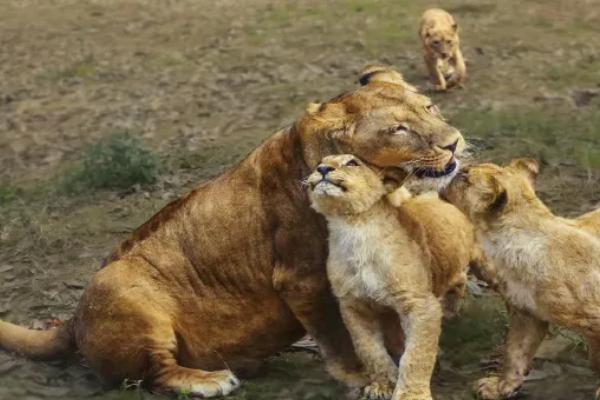 樂和樂都動物園優惠門票