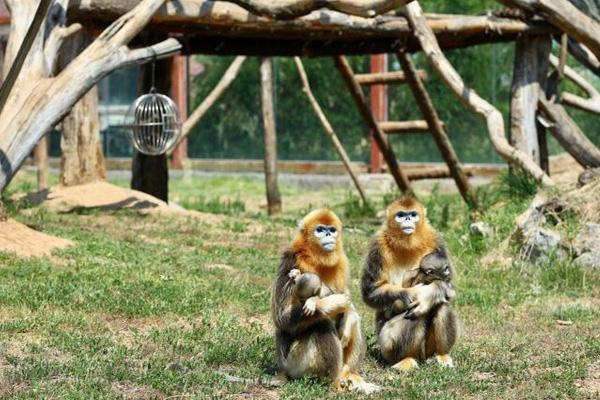 2024湖南常德野生動物世界門票多少