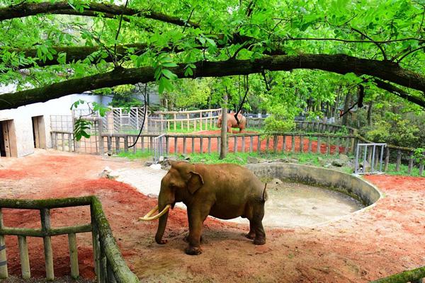 2024湖南常德野生動(dòng)物園門票優(yōu)惠政策