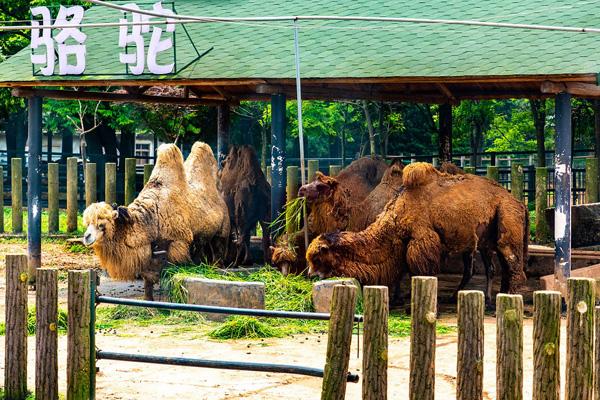 2024湖南常德野生動(dòng)物園門票優(yōu)惠政策