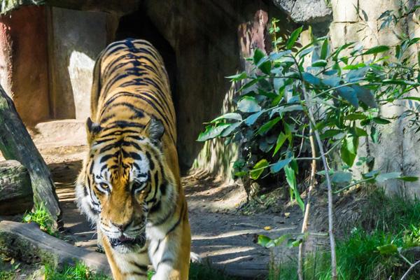 湖南常德野生動物世界在哪里