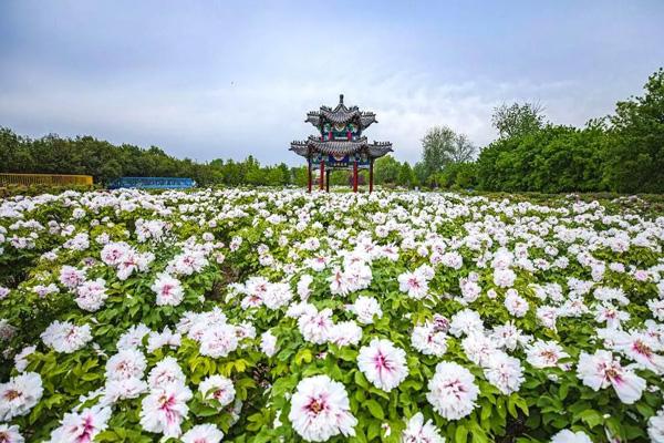 济宁自驾游推荐去处：曲阜三孔、微山湖、太白湖、水泊梁山。