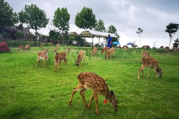 2024鹽城大豐港動物園門票優(yōu)惠政策