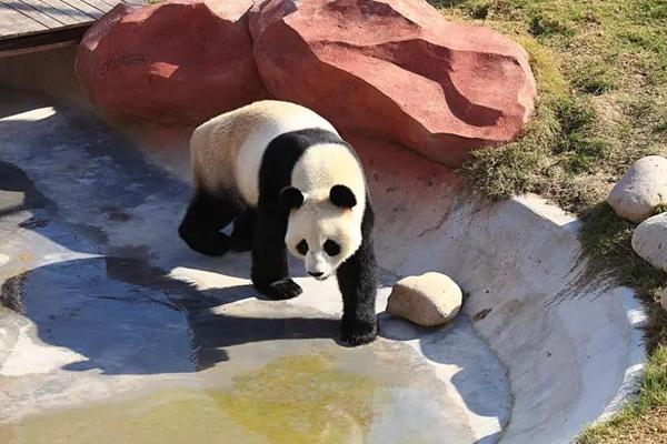 2024鹽城大豐港動物園門票優(yōu)惠政策