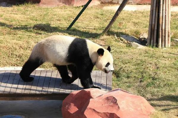 2024鹽城大豐港動物園門票優(yōu)惠政策