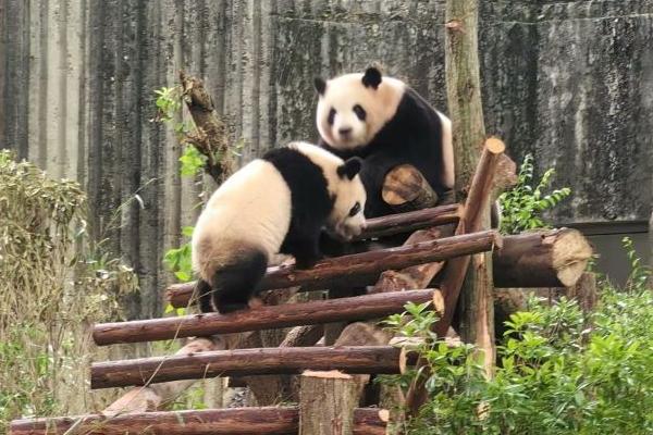 成都大熊猫基地在成都什么地方