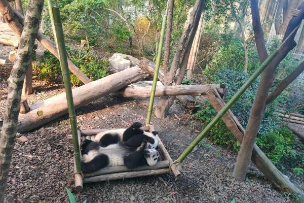 成都大熊猫基地一日游攻略：推荐游玩路线