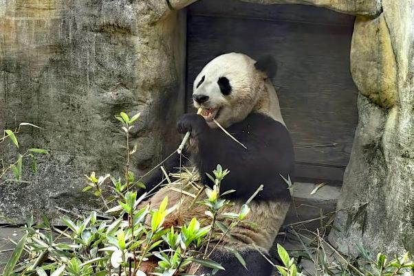 成都看大熊貓的地方有哪些