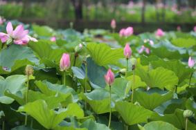 岳阳君山野生荷花世界有什么景点