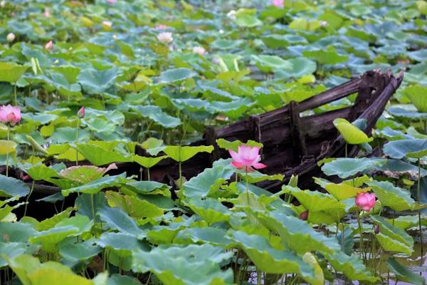 岳阳君山野生荷花世界有什么景点