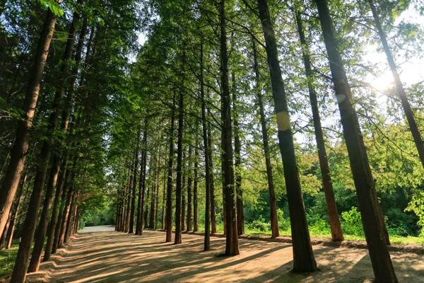 日照海濱國家森林公園有什么好玩的