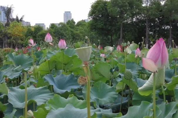 廈門園博苑看荷花的地方在哪里