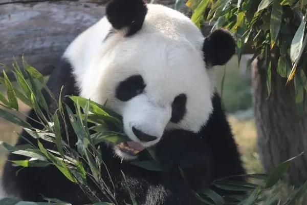 鄂爾多斯野生動物園熊貓叫什么