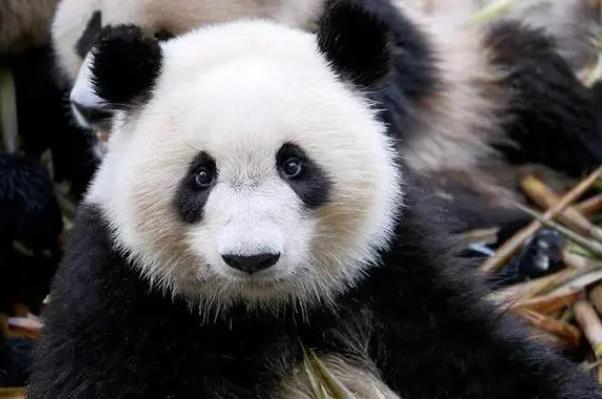 鄂爾多斯野生動物園熊貓叫什么