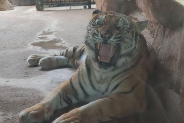 鄂爾多斯野生動物園在哪個城市