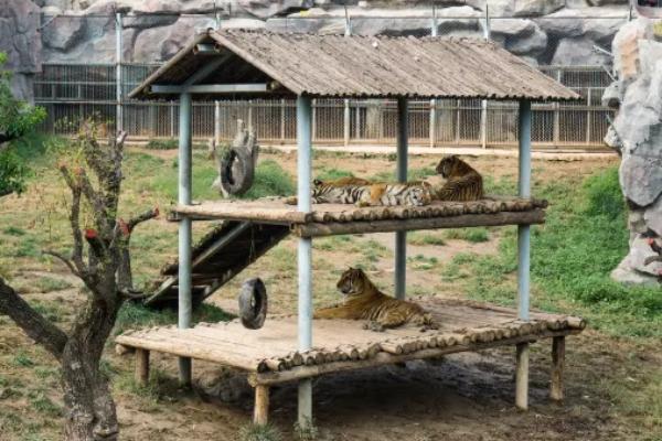 滄州動物園旅游攻略-門票價格-景點信息