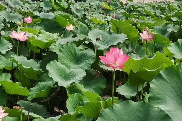 保定古莲花池游玩攻略-门票价格-景点信息