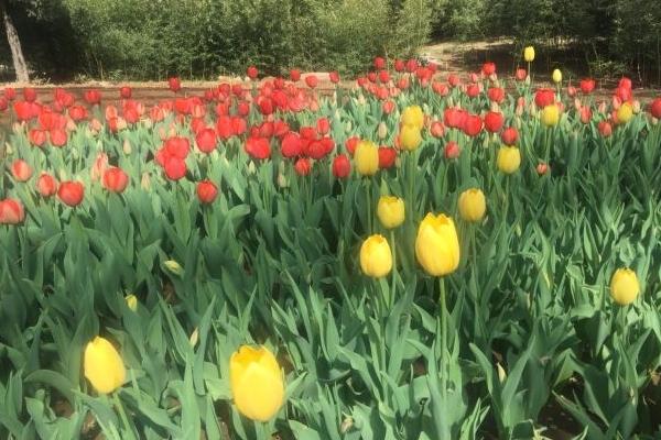 石家庄植物园游乐场项目