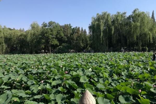 保定古莲花池游玩攻略-门票价格-景点信息