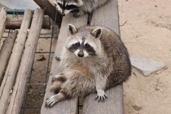 濟南野生動物世界乘車游覽區(qū)好玩景點推薦