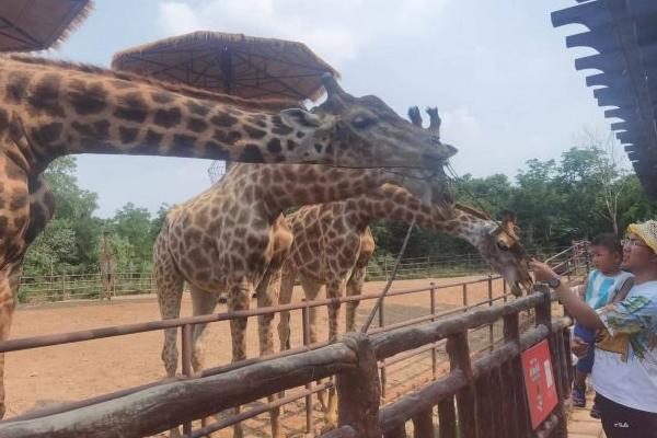 濟南野生動物世界可以帶吃的進去嗎