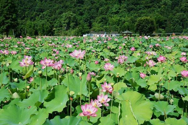 温州哪里看荷花