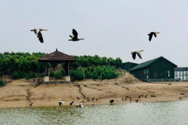 沧州南大港湿地游玩攻略-门票价格-景点信息