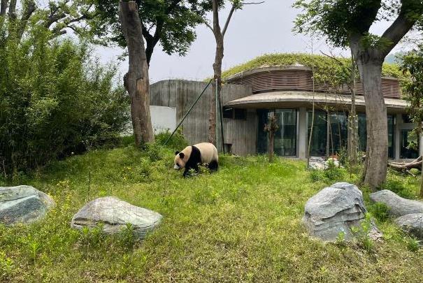 湖南省看大熊猫的地方有哪些