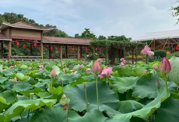 廣州夏季賞花地點有哪些