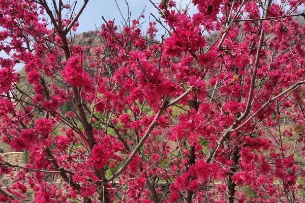 邢台沙河市桃花源风景区游玩攻略-门票价格-景点信息