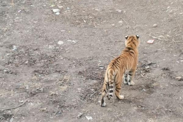 保定市動物園有什么動物