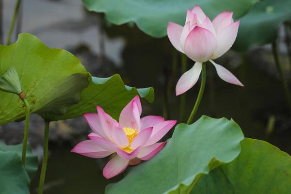 广州夏日赏花地点有哪些