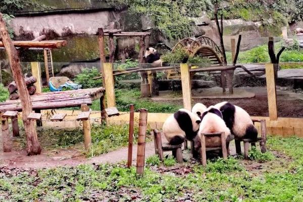 重慶動物園一般玩多久