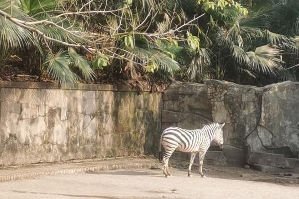 重慶動物園一般玩多久