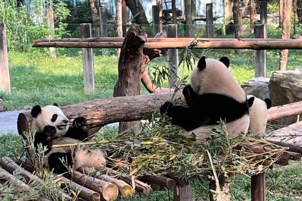 重慶動物園一般玩多久