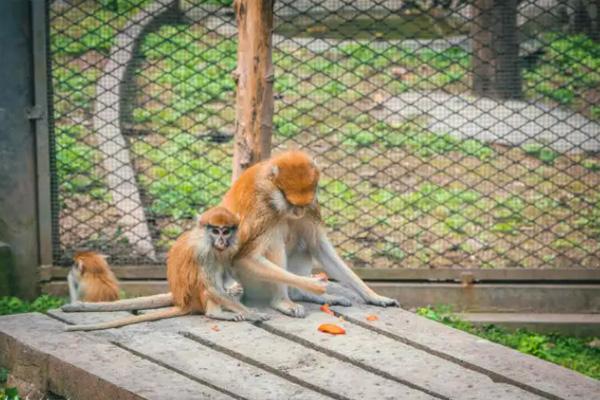 2024重慶動物園門票多少一張