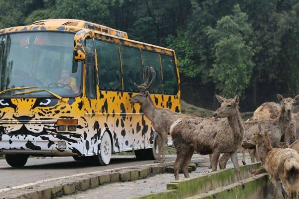 重慶樂和樂都動物園可以開車進去嗎