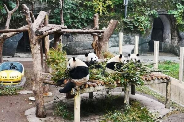 重慶動物園門票優惠政策2024