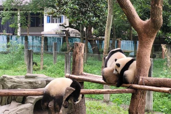 重慶動物園門票優惠政策2024