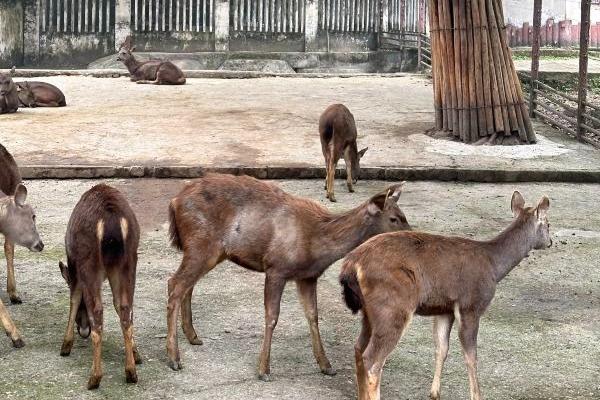 重慶動物園門票優惠政策2024