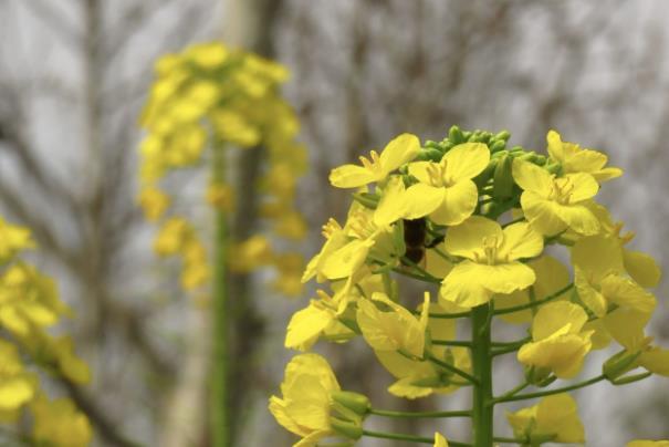 重庆广阳岛油菜花花期