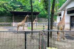 杭州动物园有哪些动物