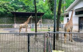 杭州动物园有哪些动物